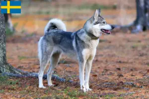 Read more about the article Laika breeders and puppies in Sweden