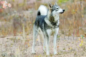 Read more about the article Laika breeders and puppies in Syddanmark