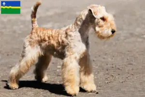Read more about the article Lakeland Terrier breeders and puppies in Flevoland