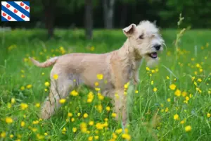 Read more about the article Lakeland Terrier breeders and puppies in Friesland