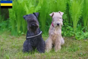 Read more about the article Lakeland Terrier breeders and puppies in Gelderland