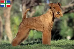 Read more about the article Lakeland Terrier breeders and puppies in Groningen