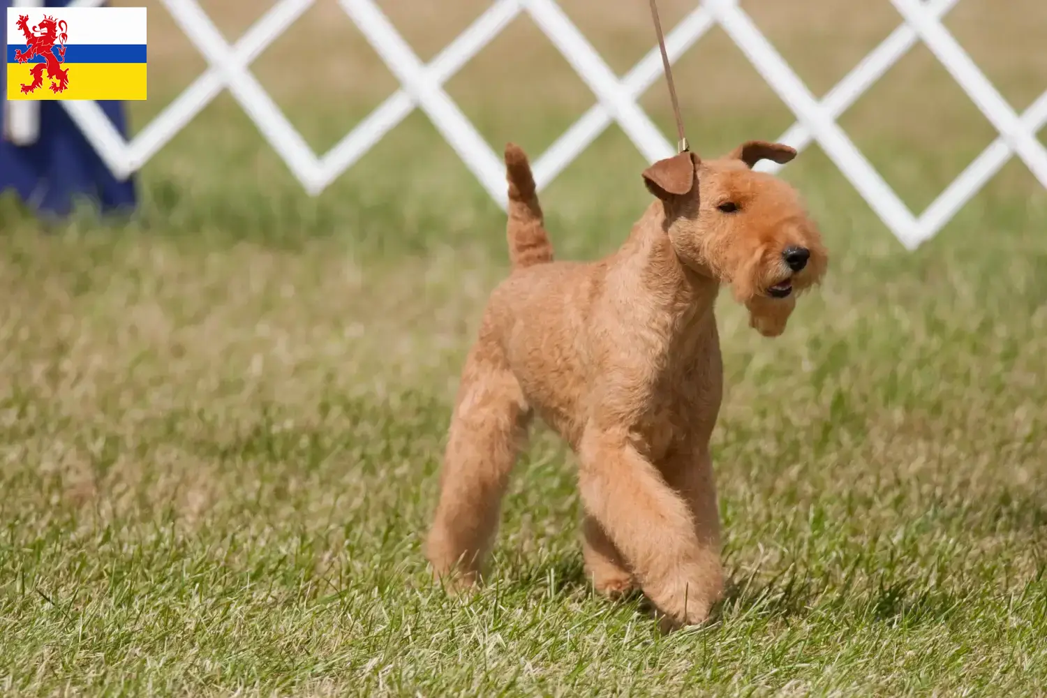 Read more about the article Lakeland Terrier breeders and puppies in Limburg