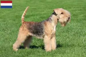 Read more about the article Lakeland Terrier breeders and puppies in the Netherlands