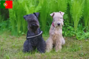Read more about the article Lakeland Terrier breeders and puppies in Portugal