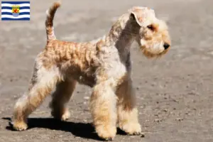 Read more about the article Lakeland Terrier breeders and puppies in Zeeland