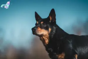 Read more about the article Lancashire Heeler breeders and puppies in Nordjylland