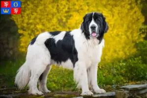 Read more about the article Landseer breeders and puppies in Hradec Králové