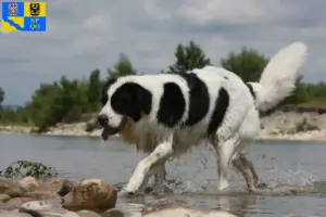 Read more about the article Landseer breeders and puppies in Olomouc