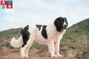 Read more about the article Landseer breeders and puppies in Pardubice
