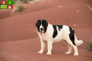 Read more about the article Landseer breeders and puppies in Pilsen
