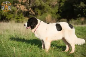 Read more about the article Landseer breeders and puppies in Prague
