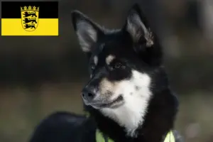 Read more about the article Lappish reindeer dog breeders and puppies in Baden-Württemberg