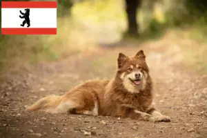 Read more about the article Lappish reindeer dog breeder and puppies in Berlin
