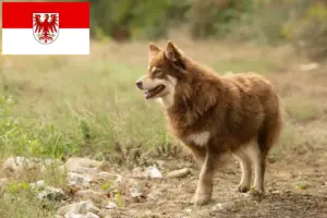Read more about the article Lappish reindeer dog breeder and puppies in Brandenburg