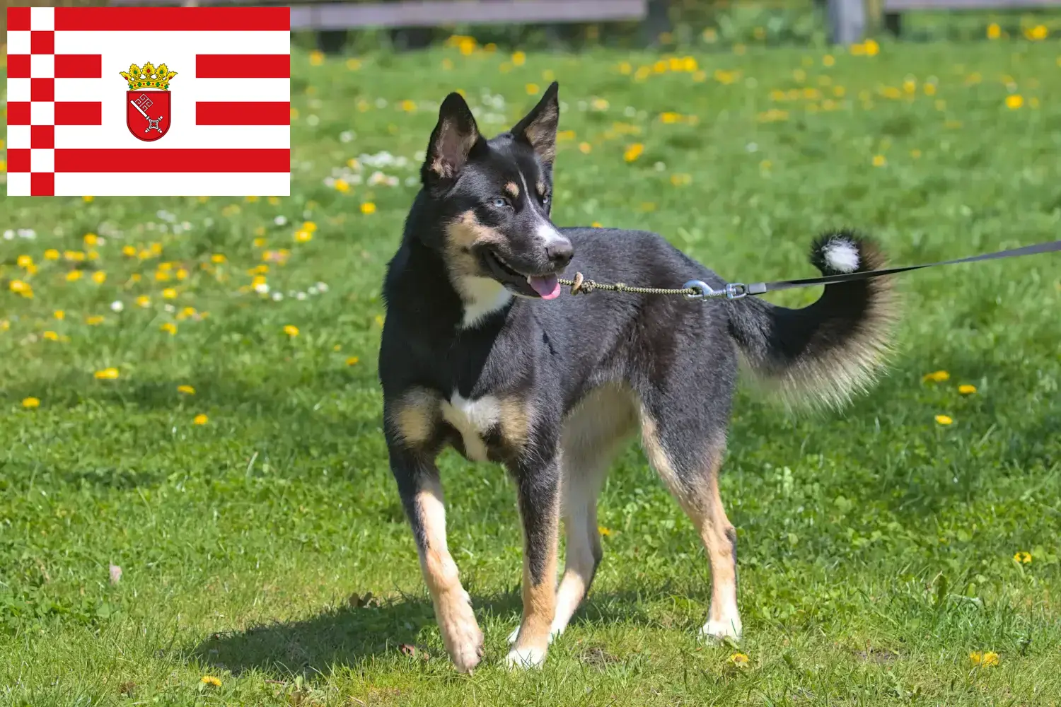 Read more about the article Lappish reindeer dog breeder and puppies in Bremen