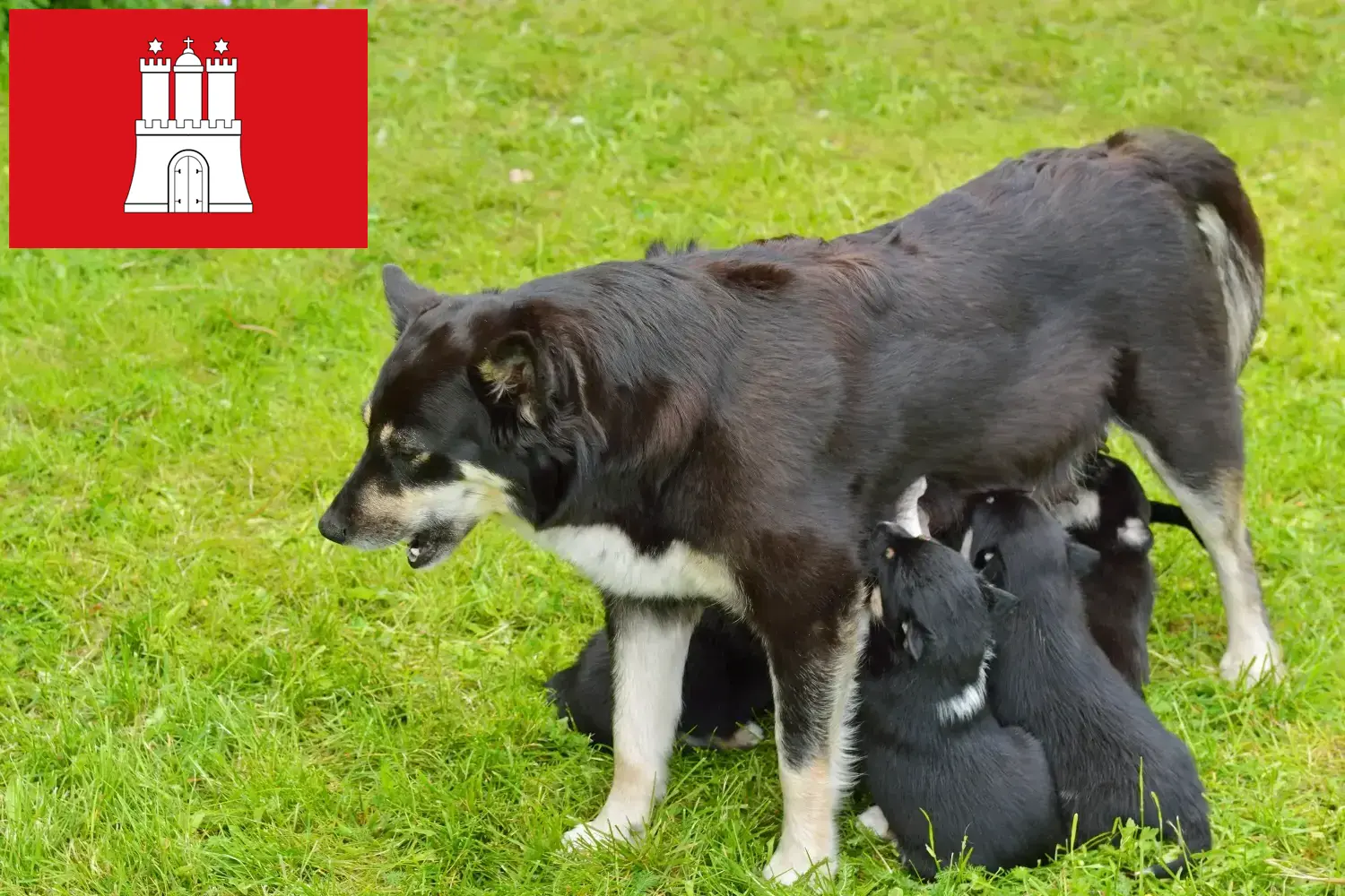 Read more about the article Lappish reindeer dog breeder and puppies in Hamburg
