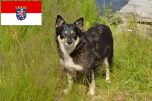 Read more about the article Lappish reindeer dog breeders and puppies in Hesse