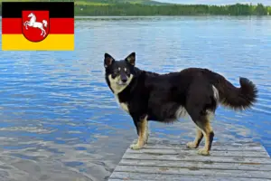 Read more about the article Lappish reindeer dog breeders and puppies in Lower Saxony