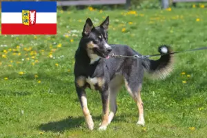 Read more about the article Lappish reindeer dog breeders and puppies in Schleswig-Holstein