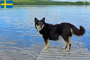 Read more about the article Lappish reindeer dog breeder and puppies in Sweden
