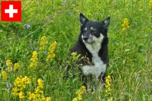 Read more about the article Lappish reindeer dog breeders and puppies in Switzerland