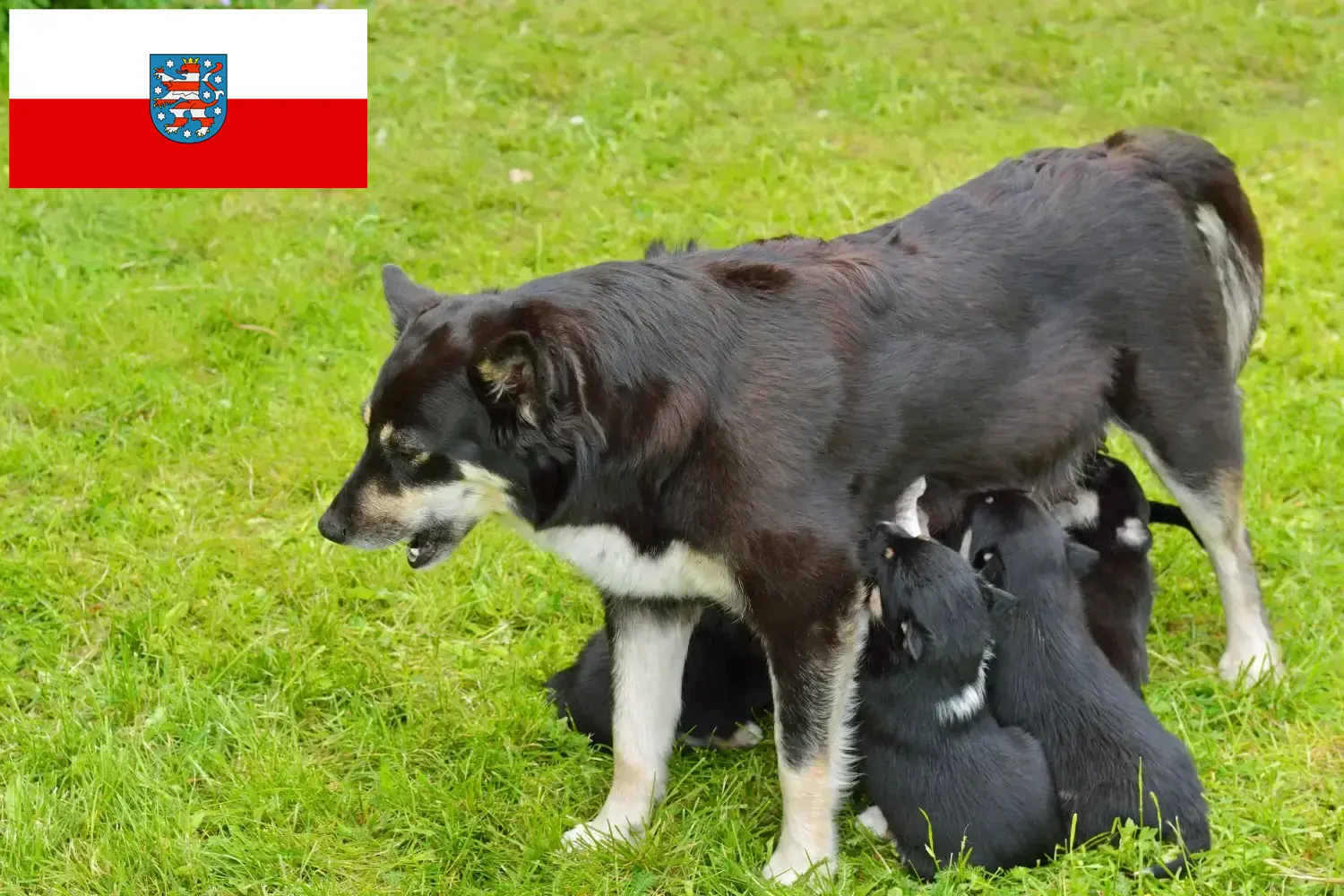 Read more about the article Lappish reindeer dog breeder and puppies in Thuringia