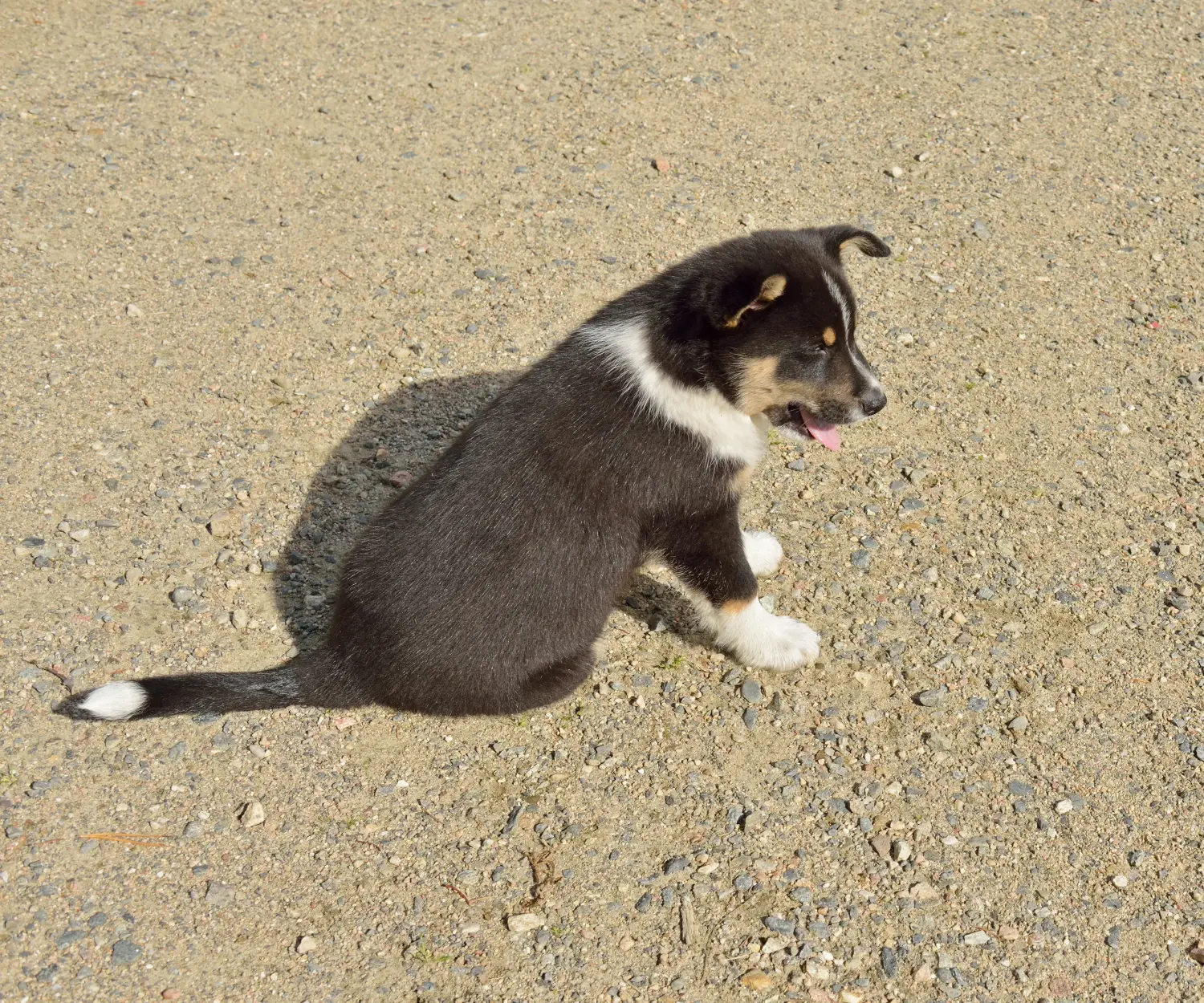 Buying a Lappish reindeer dog puppy means taking responsibility! Buy Lappish reindeer dog puppies.