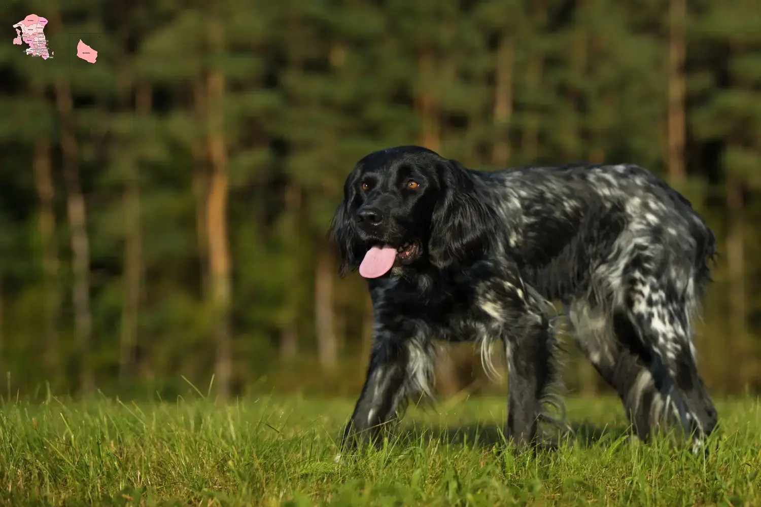 Read more about the article Large Münsterländer breeder and puppies in Hovedstaden