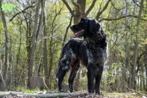 Read more about the article Large Münsterländer breeder and puppies in Midtjylland