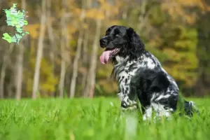Read more about the article Large Münsterländer breeder and puppies in Sjælland
