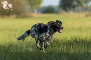 Read more about the article Large Münsterländer breeder and puppies in Syddanmark