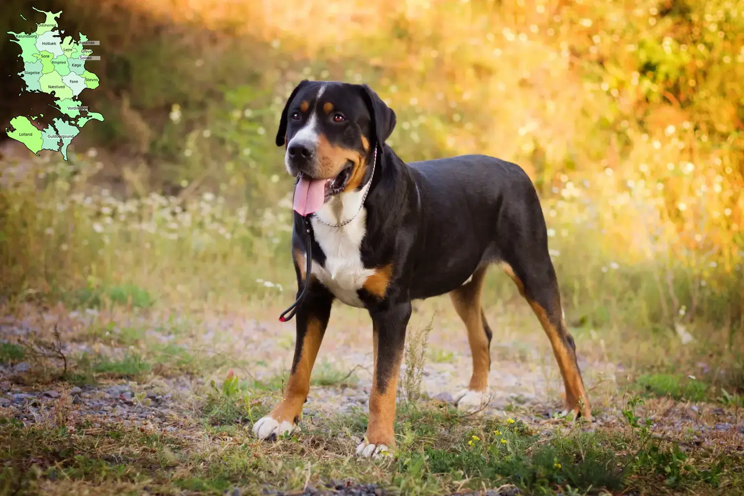 Read more about the article Large Swiss Mountain Dog breeder and puppies in Sjælland