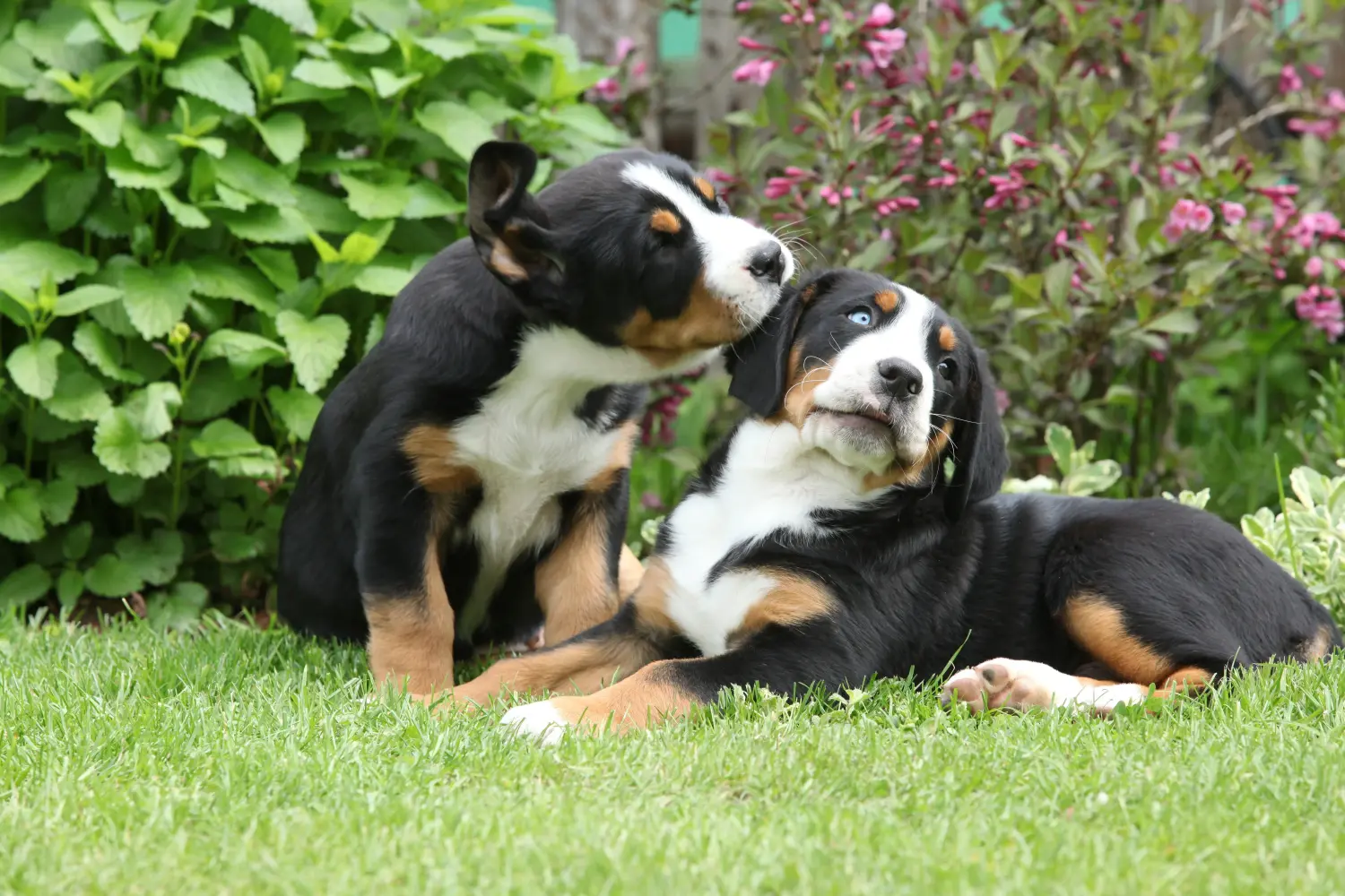 Buying a Greater Swiss Mountain Dog puppy means taking responsibility! Buy Greater Swiss Mountain Dog puppies.