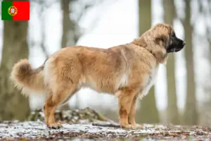 Read more about the article Leonberger breeders and puppies in Portugal