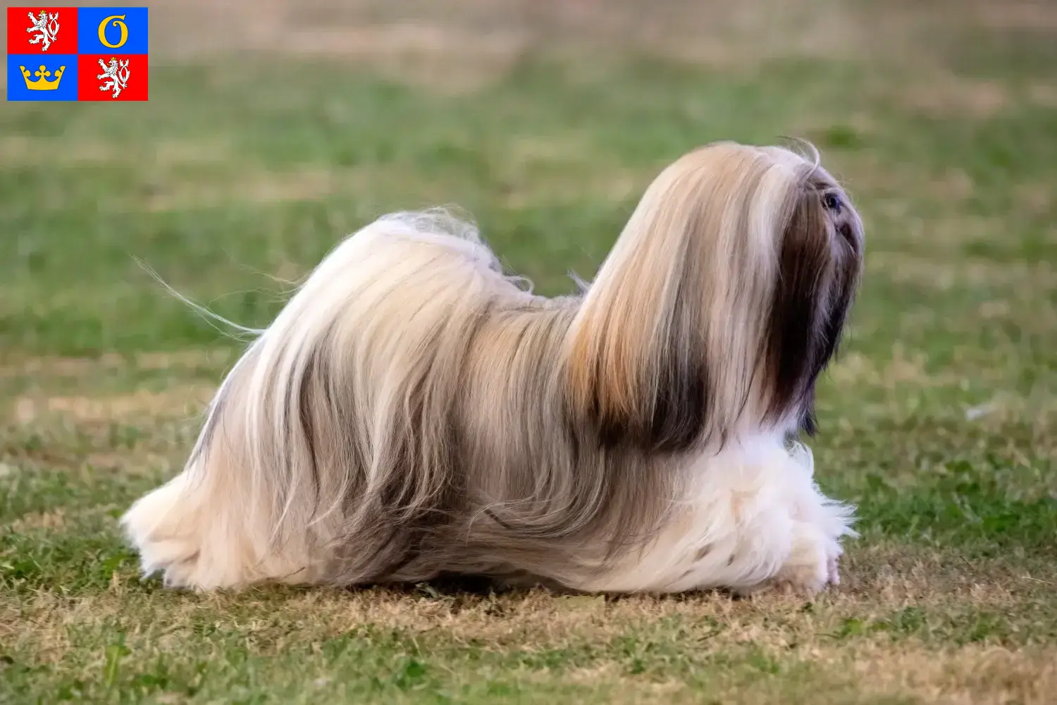 Read more about the article Lhasa Apso breeders and puppies in Hradec Králové