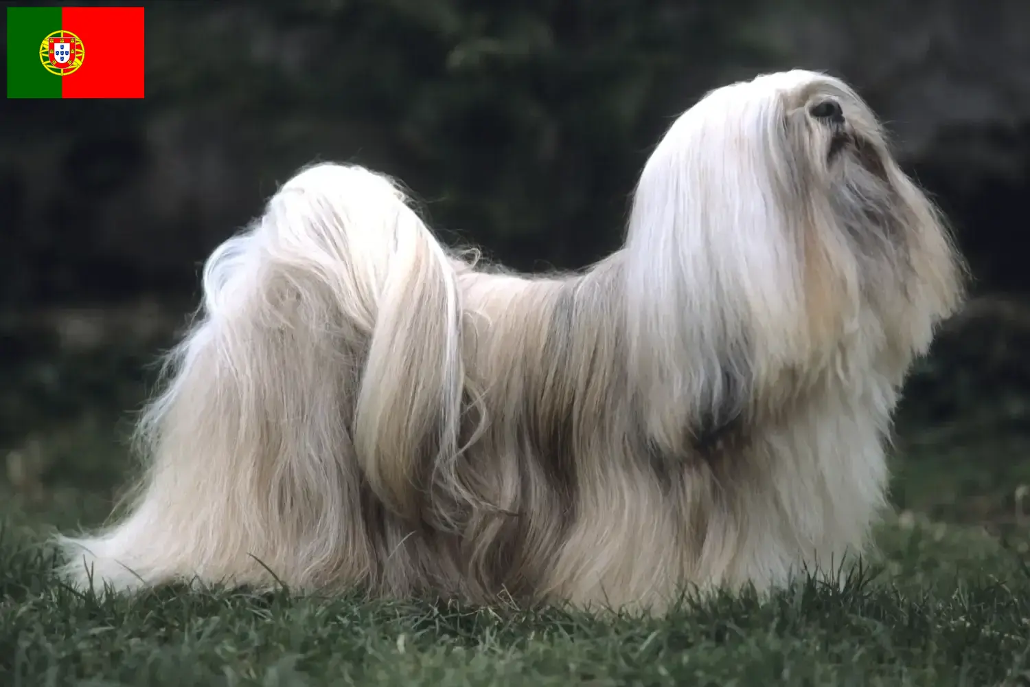 Read more about the article Lhasa Apso breeders and puppies in Portugal