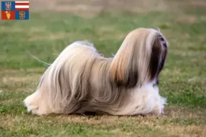 Read more about the article Lhasa Apso breeders and puppies in South Moravia