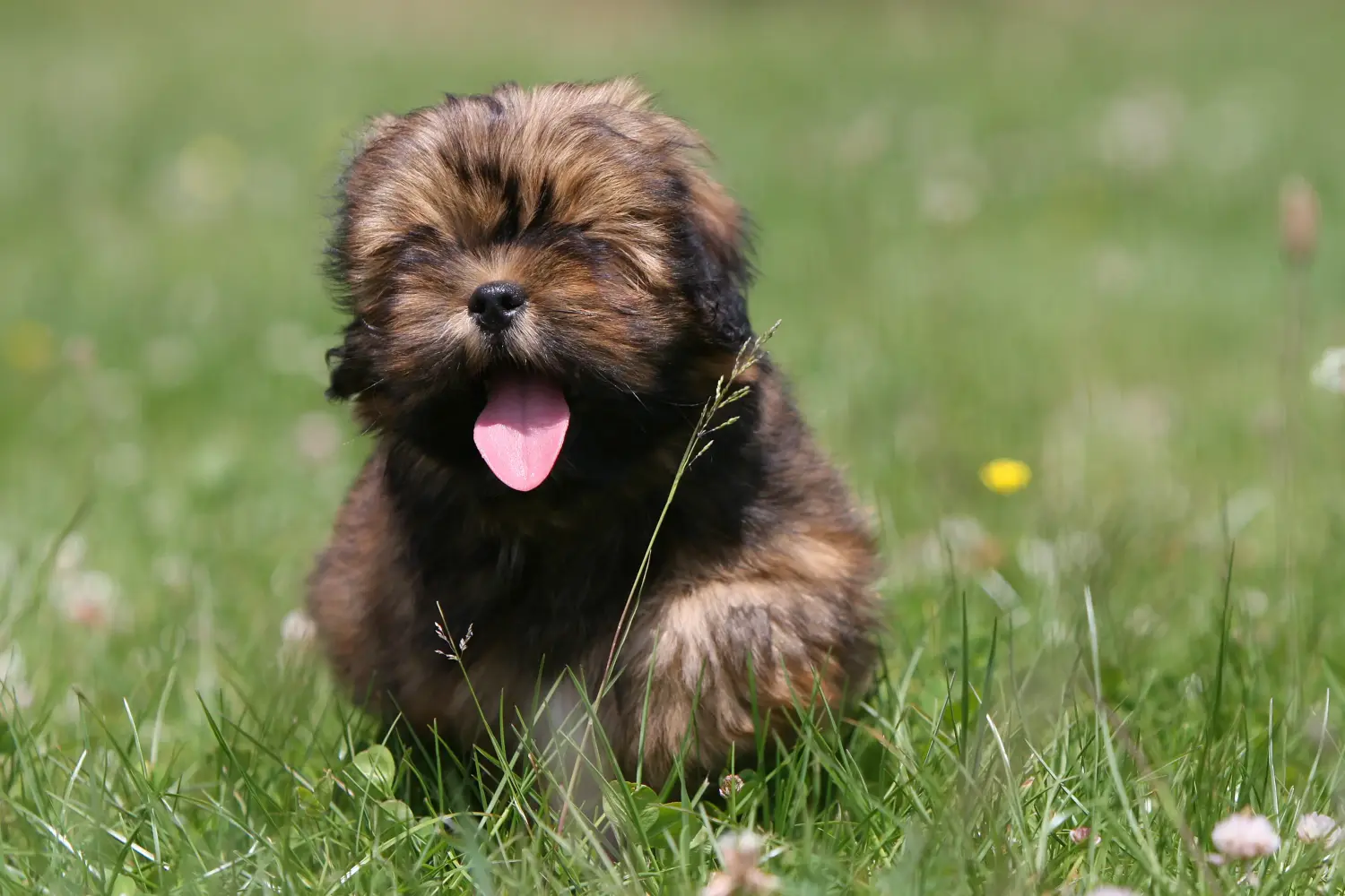 Buying a Lhasa Apso puppy means taking responsibility! Buy Lhasa Apso puppies.