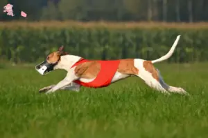 Read more about the article Magyar Agar breeders and puppies in Hovedstaden