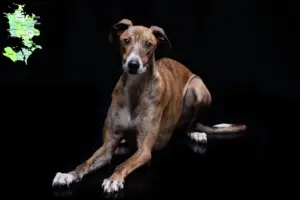 Read more about the article Magyar Agar breeders and puppies in Sjælland