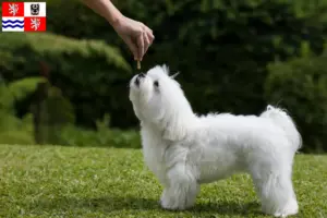 Read more about the article Maltese breeders and puppies in Central Bohemia