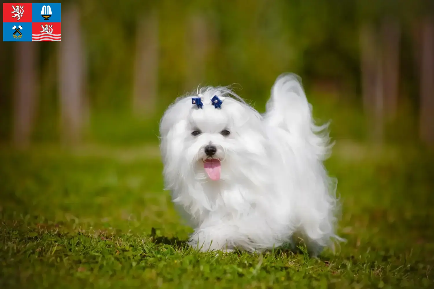 Maltese puppies and breeders Karlsbad Here you can find Maltese breeders in Karlsbad.