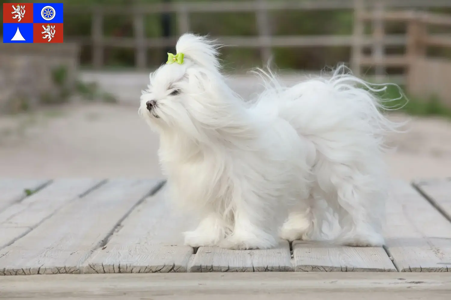 Read more about the article Maltese breeders and puppies in Liberec