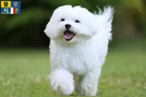 Read more about the article Maltese breeders and puppies in Moravia-Silesia