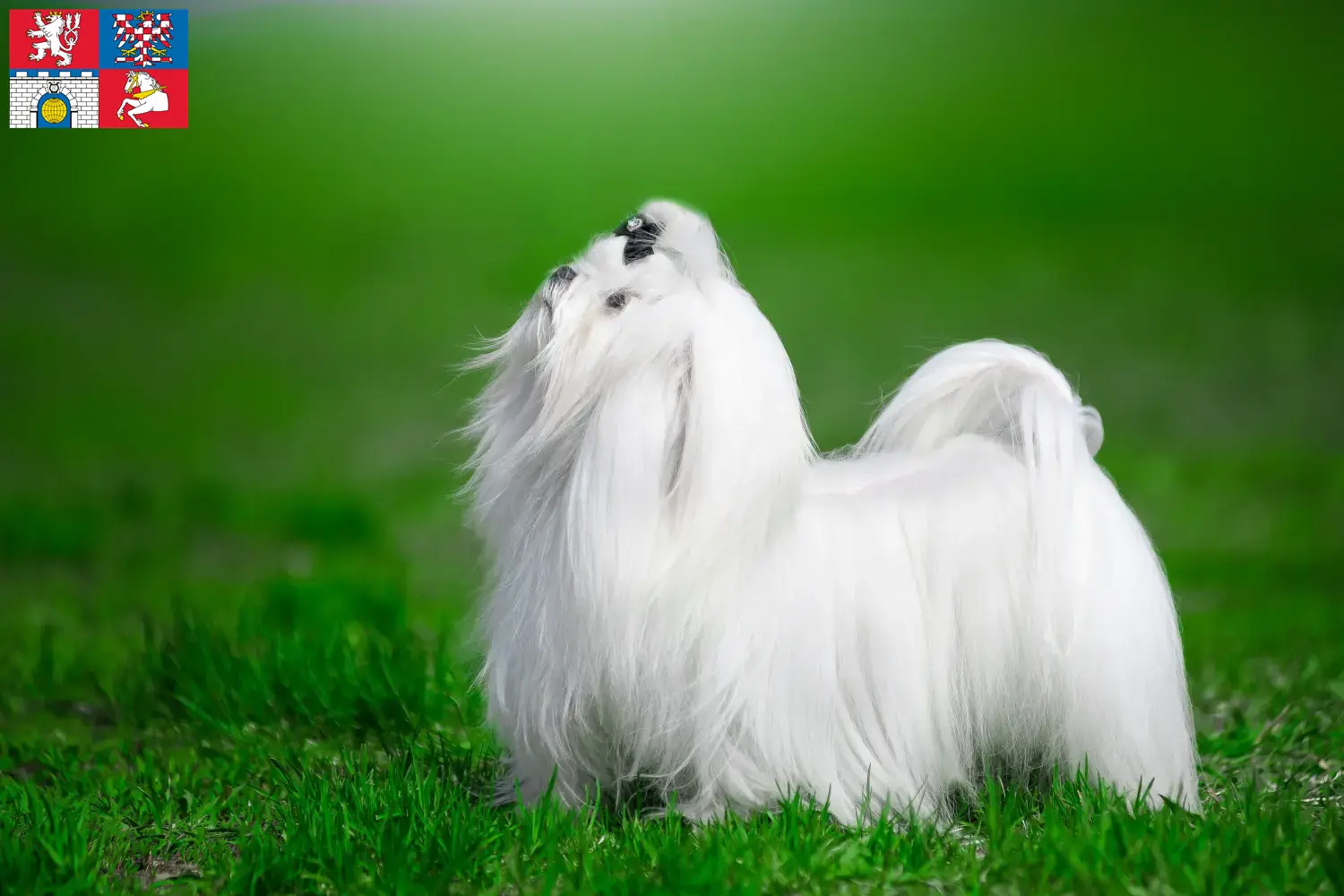Read more about the article Maltese breeders and puppies in Pardubice