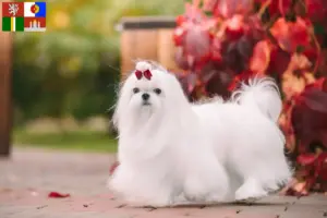 Read more about the article Maltese breeders and puppies in South Bohemia
