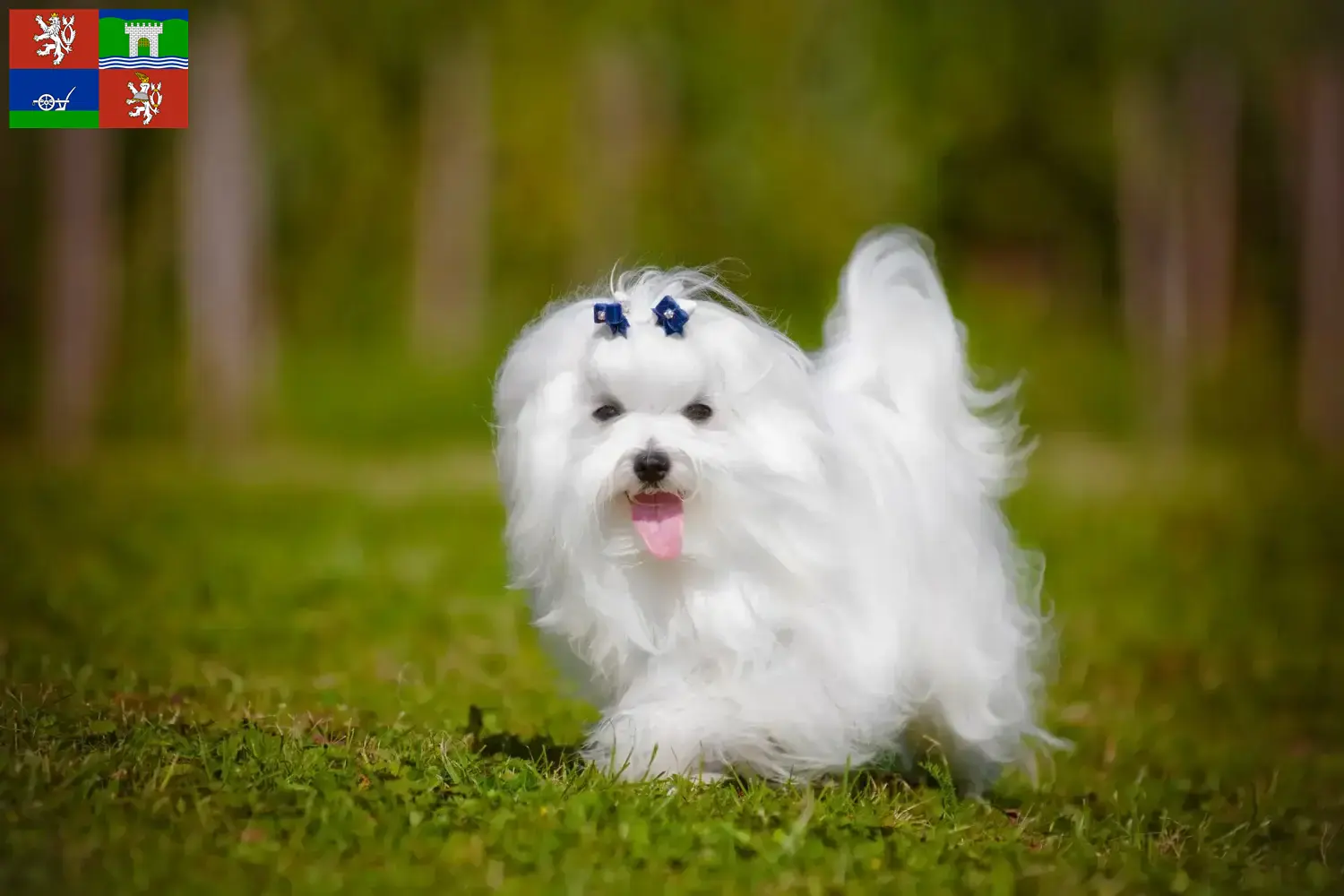 Read more about the article Maltese breeders and puppies in Ústí