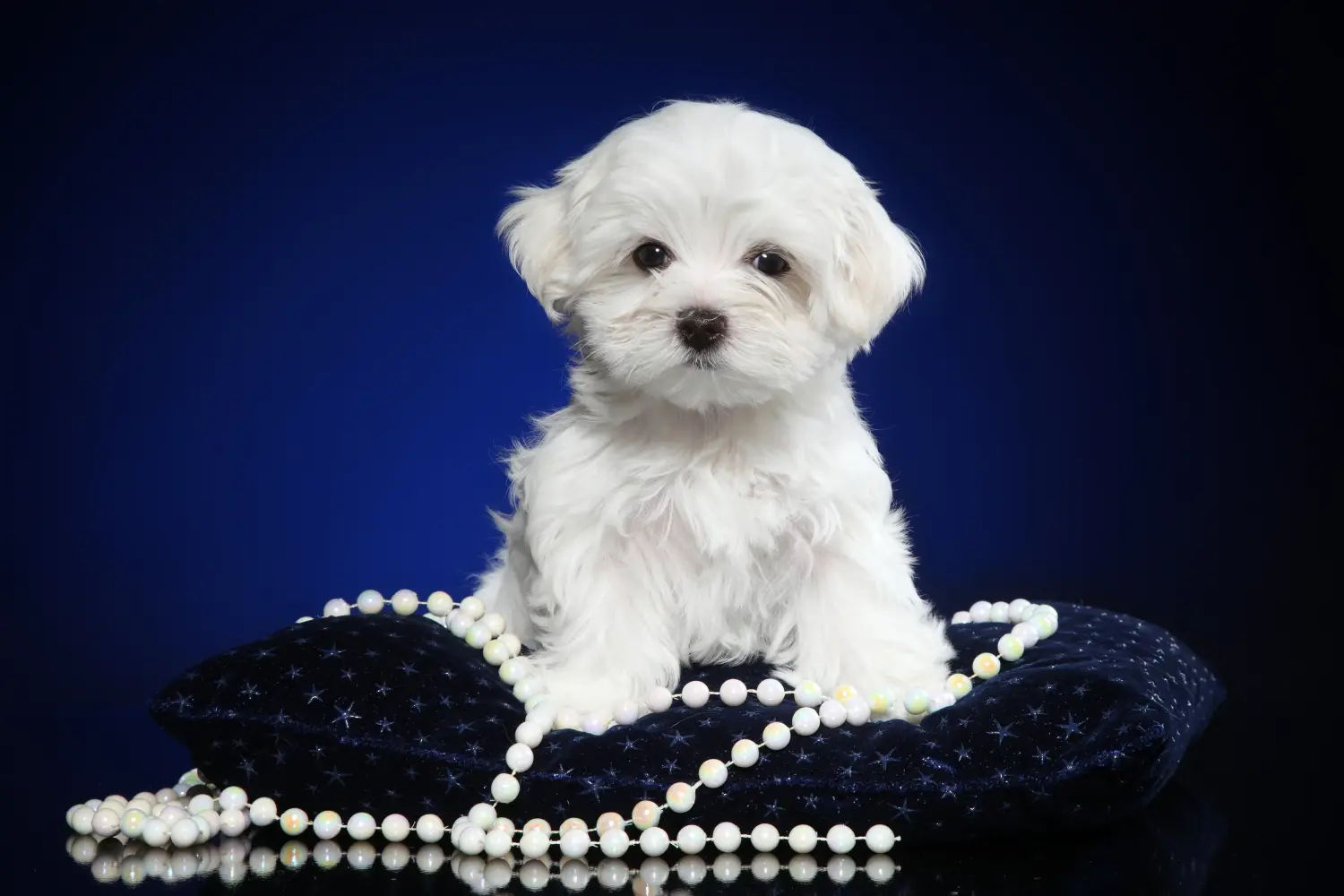 Buying a Maltese puppy means taking responsibility! Buy Maltese puppies.