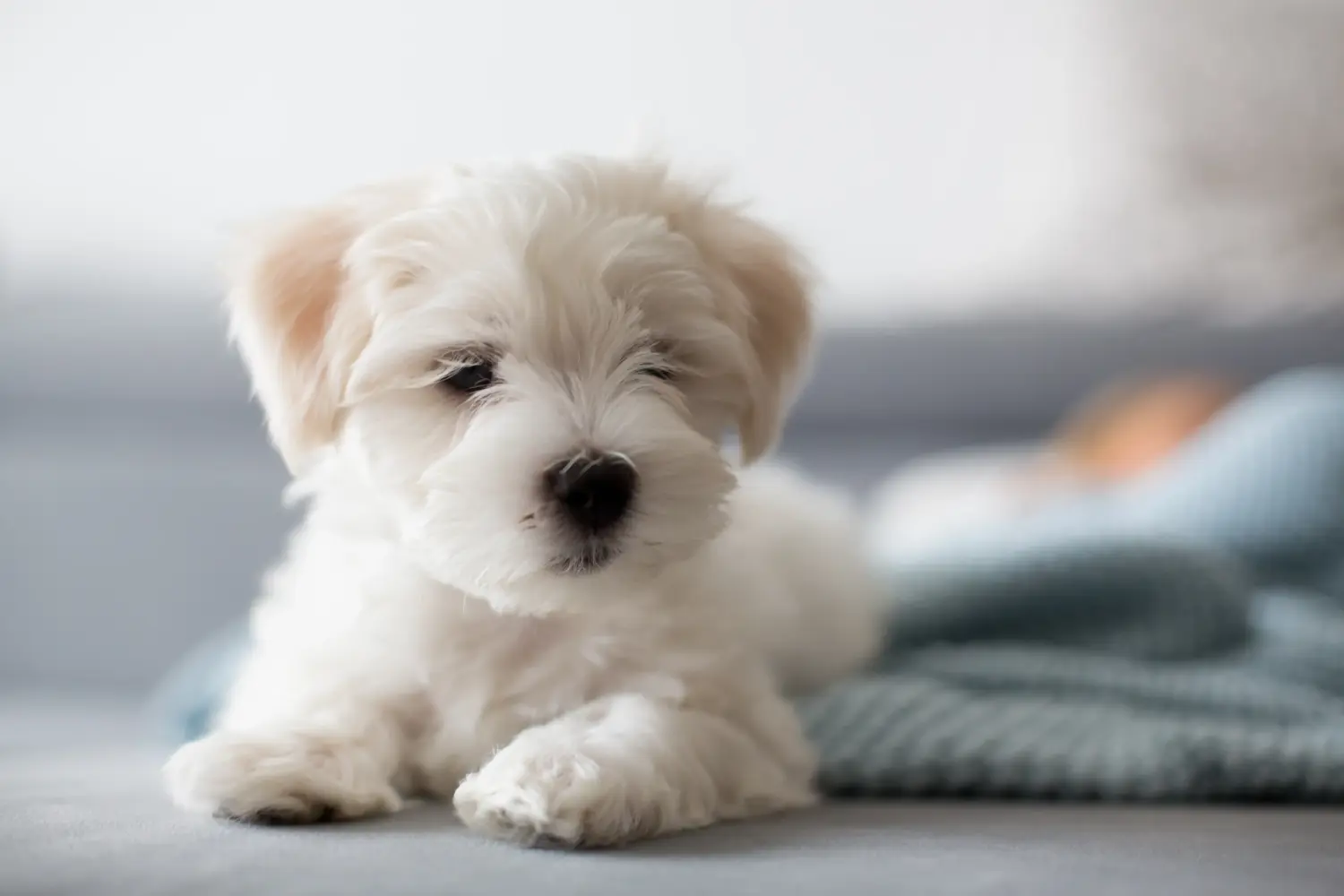 Buying a Maltese puppy means taking responsibility! Buy Maltese puppies.